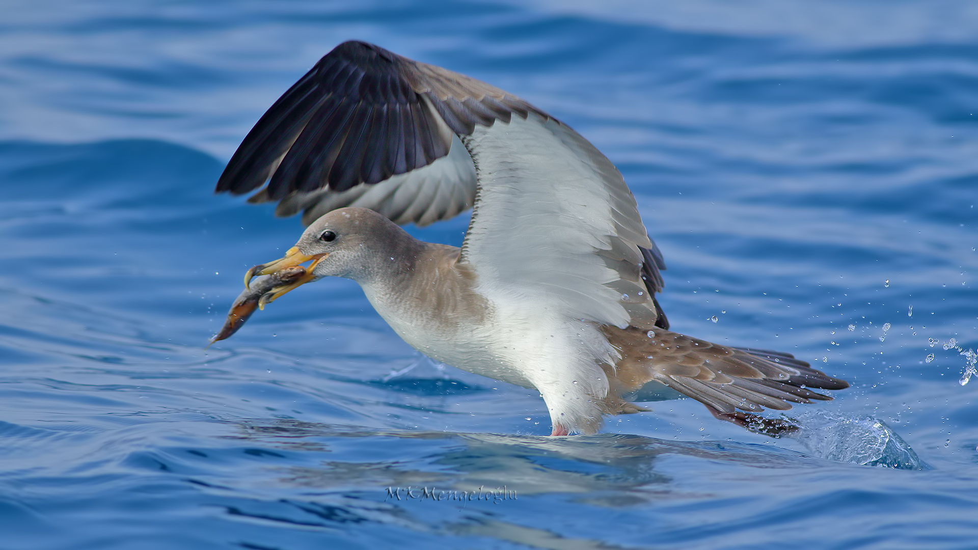 Cory's Shearwater